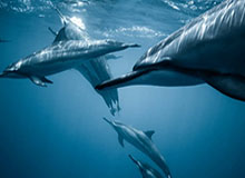 体育平台-王全立：国乒遭遇“黑色星期三” ，难题如何解？